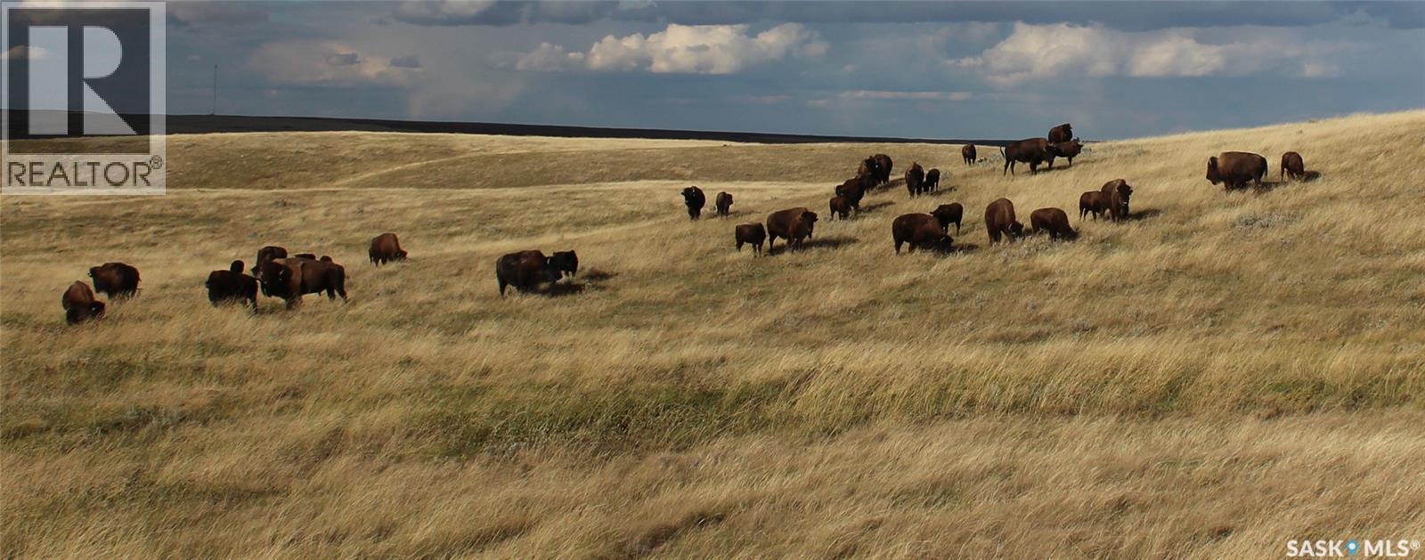925 Acres Pasture Near Admiral, Wise Creek Rm No. 77, Saskatchewan S0N 0B0 - Photo 23 - SK038623