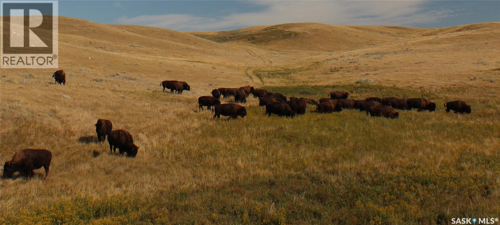 925 Acres Pasture Near Admiral, Wise Creek Rm No. 77, Saskatchewan S0N 0B0 - Photo 24 - SK038623